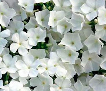 Цветок Флокс друммонда Красотка в белом (0,1 гр.)