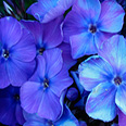 Цветок Флокс друммонда Красотка в голубом (0,1 гр.)