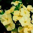 Цветок Флокс друммонда Красотка в жёлтом (0,1 гр.)
