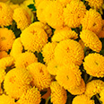 Цветок Хризантема девичья Голден Бол (0,05 гр.)
