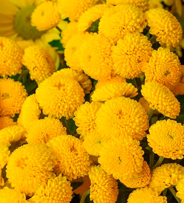 Цветок Хризантема девичья Голден Бол (0,05 гр.)