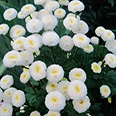 Цветок Хризантема девичья Сноу Бол (0,05 гр.)
