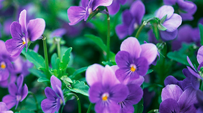 Цветок Фиалка рогатая Совершенство Фиолетово-голубая (0,1 гр.)