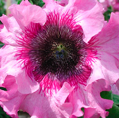 Цветок Петуния превосходнейшая Розовая (10 шт.)