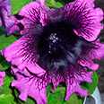 Цветок Петуния превосходнейшая Тёмно-пурпурная (10 шт.)