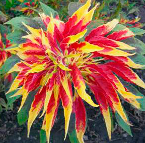 Цветок Амарант трехцветный Иллюминация (0,1 гр.)