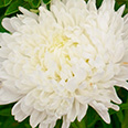 Цветок Астра пионовидная Дюшес белая (0,3 гр.)