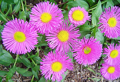 Цветок Эригерон Розовый Лотос (0,1 гр.)