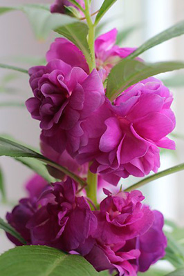 Цветок Бальзамин Том Самб фиолетовый (0,1 гр.)