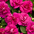 Цветок Бальзамин махровый Афина Паллада (5 шт.)