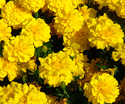 Цветок Бархатцы Бой Жёлтые (махровые, отклоненные) 0,4 гр.