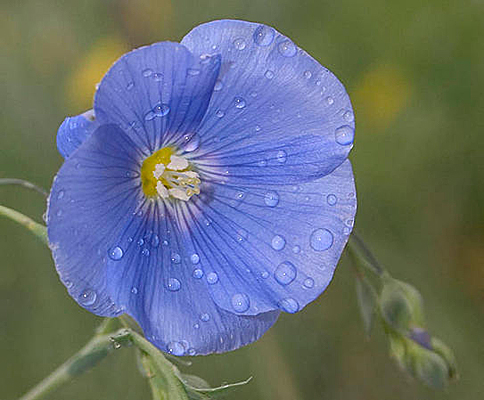 Цветок Лён Пилигрим (нежно-голубой) 0,1 гр.