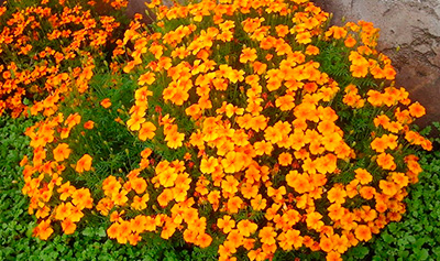 Цветок Бархатцы тонколистные Оранжевый самоцвет (0,1 гр.)