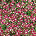 Цветок Гипсофила изящная Малиновая (0,2 гр.)