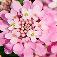 Цветок Иберис зонтичный Яблочный щербет (0,3 гр.)