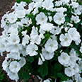 Цветок Лаватера Красотка белая (0,3 гр.)