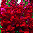 Цветок Львиный зев Рубиново-красный букет (0,1 гр.)
