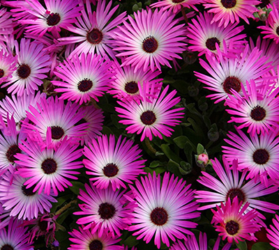 Цветок Мезембриантемум Джелато розовый (20 шт.)