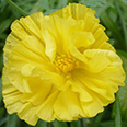Цветок Эшшольция Жёлтая королева (0,2 гр.)