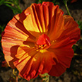 Цветок Эшшольция Персия (0,05 гр.)