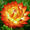 Цветок Гелихризум Огонек ярко-оранжевый (0,2 гр.)
