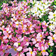 Цветок Арабис альпийский Смесь окрасок (0,1 гр.)