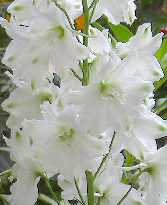 Цветок Дельфиниум культурный Галахад (0,1 гр.)