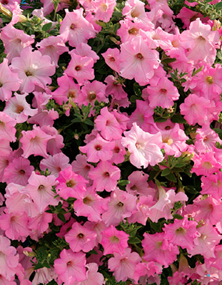 Цветок Петуния ампельная F1 Даймонд розовый жемчуг (5 шт.)