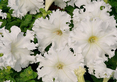 Цветок Петуния бахромчатая Афродита белая (10 шт.)