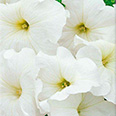 Цветок Петуния многоцветковая Анжелика F1 (20 шт.)