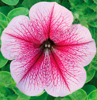 Цветок Петуния Танго Розовая с малиновыми жилками (15 шт.)
