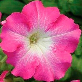 Цветок Петуния Танго Розовая с белой горловиной (15 шт.)