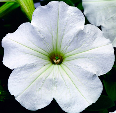 Цветок Петуния крупноцветковая Танго Белая (15 шт.)