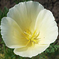 Цветок Эшшольция Белый замок (0,2 гр.)