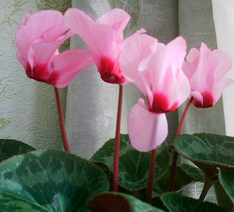 Цветок Цикламен персидский Розовая пантера (3 шт.)