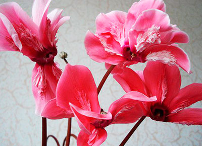 Цветок Цикламен персидский Барбаросса (3 шт.)