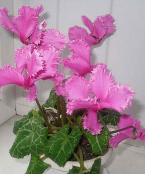 Цветок Цикламен персидский Лилу (3 шт.)