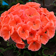 Цветок Пеларгония зональная Найт Салмон F1 (4 шт.)