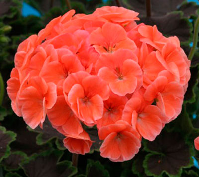 Цветок Пеларгония зональная Найт Салмон F1 (4 шт.)