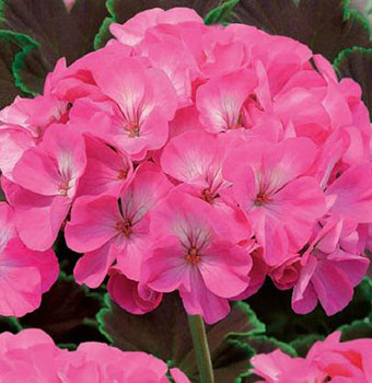 Цветок Пеларгония зональная Найт Роуз F1 (4 шт.)