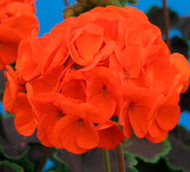 Цветок Пеларгония зональная Луция F1 (4 шт.)