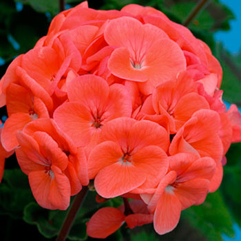 Цветок Пеларгония зональная Йитка F1 (4 шт.)