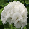 Цветок Пеларгония зональная Бланка F1 (4 шт.)
