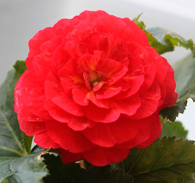 Цветок Бегония клубневая Гоу-гоу вишневая F1 (4 шт.)