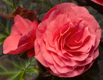 Цветок Бегония клубневая Гоу-гоу розовая F1 (4 шт.)
