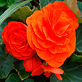 Цветок Бегония клубневая Нон-стоп оранжевая F1 (4 шт.)