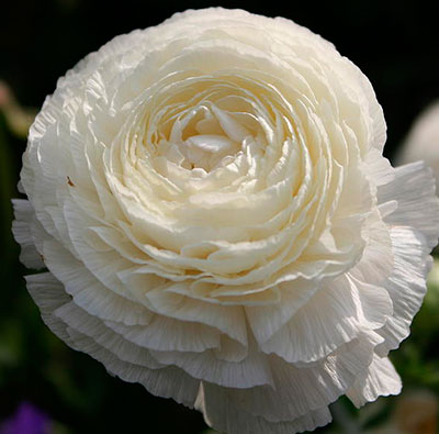 Цветок Ранункулюс Цветущая долина белая F1 (3 шт.)