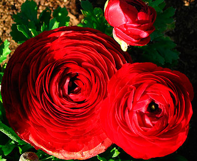 Цветок Ранункулюс Цветущая долина красная F1 (3 шт.)