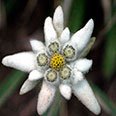 Цветок Эдельвейс Альпийский (0,02 гр.)