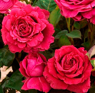 Роза флорибунда Роза 4х ветров (Роз де Катро Вант)